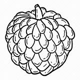 Custard Fruit Iconfinder sketch template