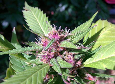 soil ph change cannabis bud color grow weed easy
