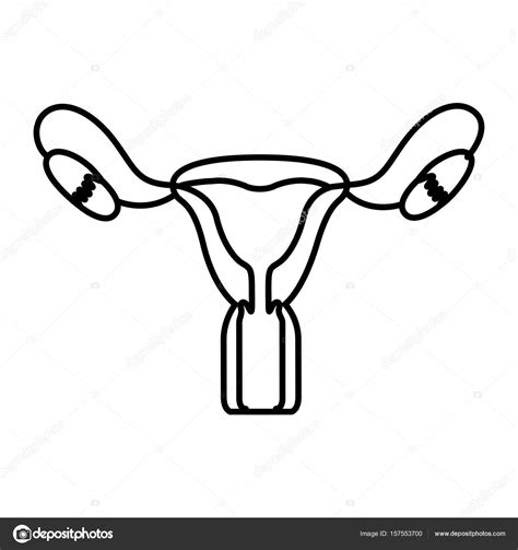 Female Reproductive System Drawing At Getdrawings Free Download