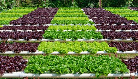 lakh hectares covered  organic farming  india indian