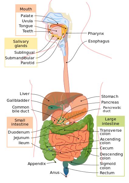 The Digestive System A Level Biology Revision Notes