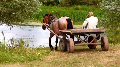 horse pulling cart youtube