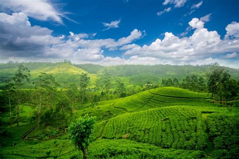 premium photo sri lanka tea estates  nuwara eliya
