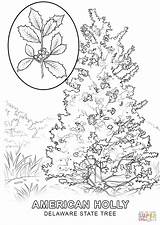 Tree Coloring State Delaware Pages Printable Drawing Pine Longleaf Georgia Color Getdrawings sketch template