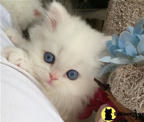 persian kitten  sale  beautiful white doll face persians  yrs   mths
