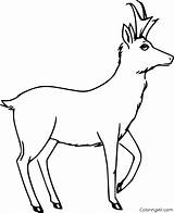 Pronghorn Coloringall sketch template