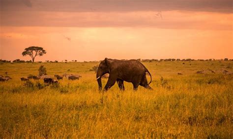 features   serengeti national park special serengeti safaris