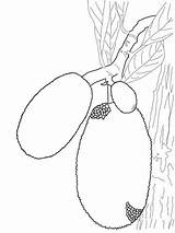 Jackfruit Coloring Pages Drawing Categories Supercoloring sketch template