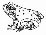 Bullfrog Coloring Getcolorings Singing sketch template