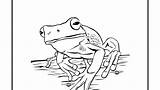 Life Coloring Pages Animal Real Getcolorings Frog Cycle sketch template