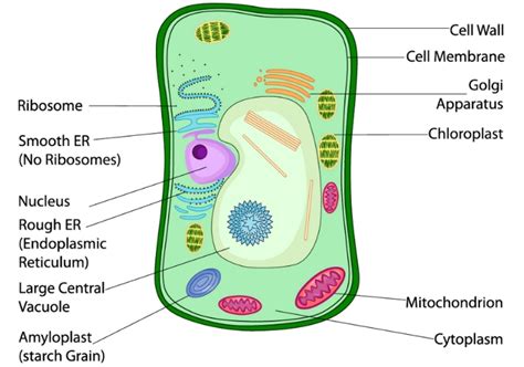 plant cells educational resources  learning life science science lesson plans activities