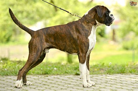 boxer dog breed facts highlights buying advice petshomes