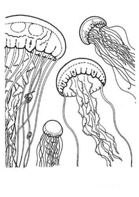 simple jellyfish coloring page kamalche