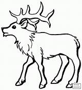 Elk Coloring Pages Printable Bull Young Deer Color Kids Simple Drawing Animals Print Choose Board Loading Library Online Clip Supercoloring sketch template