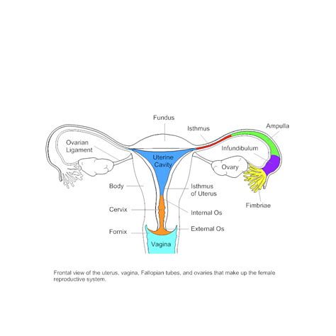 Female Reproductive System Label Diagram