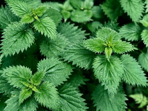 stinging nettles  health benefits     earth clinic