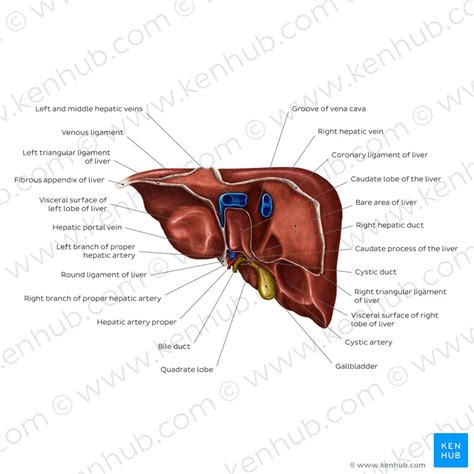 lobes  liver anatomy anatomical charts posters