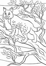 Lynx Coloring Pages Animals раскраски все категории из sketch template
