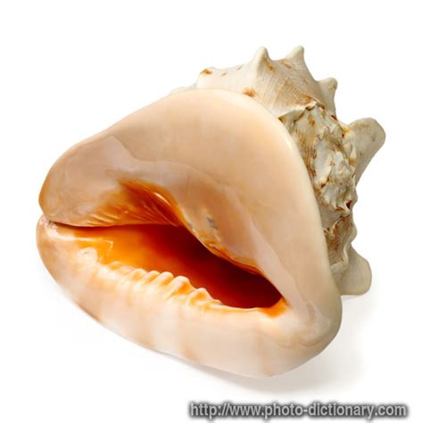 seashell photopicture definition  photo dictionary seashell word