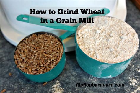 grind wheat   grain mill  flip flop barnyard