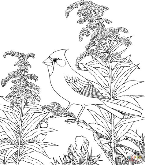 northern cardinal  goldenrod kentucky bird  flower coloring page