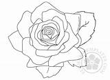 Rose Coloring Flower sketch template