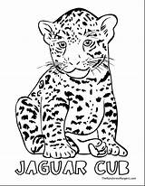 Jaguar Cartoon Drawing Getdrawings sketch template
