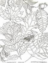 Pages September Coloring Fall Leaves Drawn Hand Garden Kathy Artist Color sketch template
