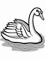 Swan Clipart Coloring Mute Clip Categories Clipground Library sketch template