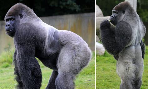 gorilla standing