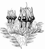 Pea Desert Sturt Australian Coloring Clipart Flowers Wildflowers Drawing Native Flower Drawings Line Illustrated Lumsden Glenn Botanical Sturts Plants Designlooter sketch template