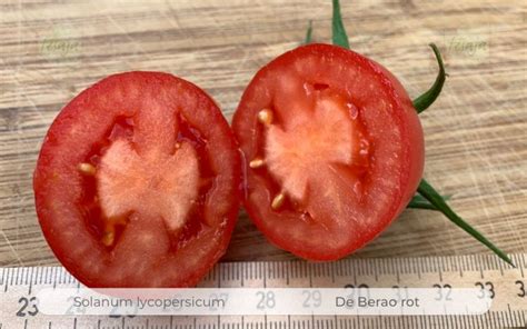 de berao rot tomaten samen fesaja versand