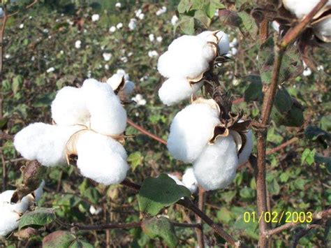 buranda cotton seeds   drained soils