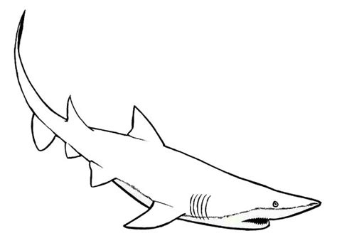 mako shark  faster swimmer   coloring page kids play color