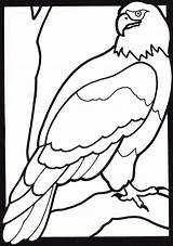 Colorat Vultur Desene Aquile Planse Pasari Salbatice Cheie Cuvinte Aquila Vulturi Stampare Scaricare sketch template