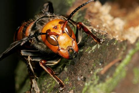 Asian Hornets Are Heading To The Uk Warn Experts Having Killed In