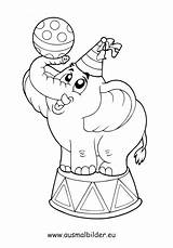 Zirkus Elefant Ausmalbilder Ausmalbild Tiere Zirkuszelt Fasching Clownkopf Pinnwand Auswählen sketch template