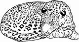 Coloring Cheetah Pages Uniquecoloringpages Print sketch template