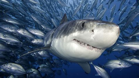 6 Shocking Shark Facts You Never Knew