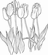 Tulips Pages Colorare Tulpen Tulipani Ausmalbild Ausmalbilder Disegno Supercoloring Tulipanes Sieben Pintar Tulpe Disegnare Kostenlos Ausdrucken sketch template