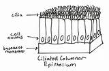 Epithelium Ciliated Columnar Cells Epithelial Function Histology Quizlet Elongated Nuclei sketch template