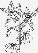 Larkspur Delphinium Openclipart Nuttall Similars Designlooter Twig Symmetry 1441 54kb 2400px 1745 Favpng sketch template