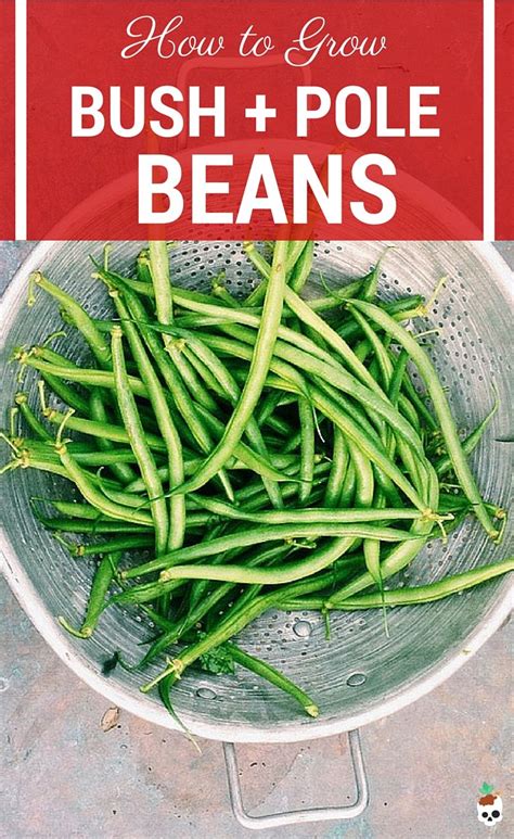 grow beans lobotany  urban gardening guide