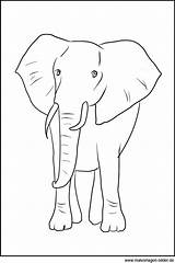 Malvorlagen Elefant Ausmalbild Malvorlage Ausdrucken Elefanten Vorne Drucken Tieren Olifant Als Kiezen sketch template