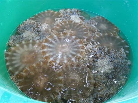 type  jellyfish  marinebiology