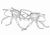 Escarabajos Colorare Vechtende Kevers Luchando Combattimento Scarabei Insectos Grote sketch template