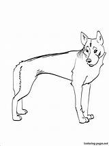 Dingo Coloring Pages Drawing Getcolorings Getdrawings Color sketch template