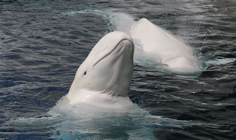 incredible footage captures beluga whales singing back at kayaker s song