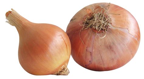 onion png image purepng  transparent cc png image library