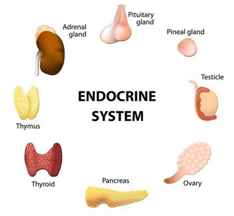 endocrine system and hormones whiteout press